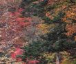 Осень у подножия Фудзиямы