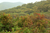 Приморье. По Японскому морю на байдарках: от Ольги до бухты Петрова
