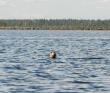 Калга (Карелия): сплав на байдарках с выходом в Белое море