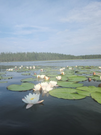 Сплав по реке Писта (Пистайоки) на байдарках