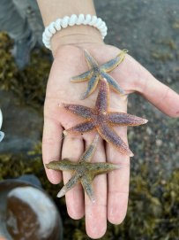 Белое море на морских каяках (байдарках): Карельский берег