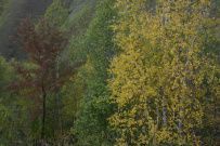 Горный лагерь в Архызе [Кавказ]