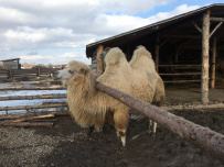 Пеший поход в этнопарк «Кочевник»