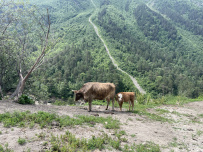 Приэльбрусье с детьми (в палатках)