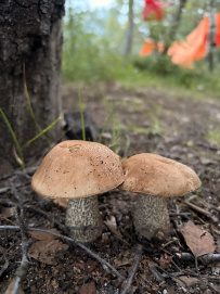 По Соловкам без рюкзаков