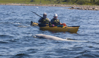Соловецкие острова на морских каяках