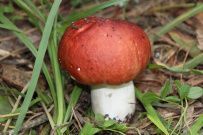 Водное ассорти с детьми: на лодках, байдарках, сапах