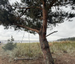 Далекий финский берег