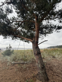 Далекий финский берег