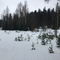 Девонские пески. Прогулка по Оредежским берегам