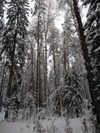 Конный экотур с фотосессией «Танцы с волками» (Тверская область)