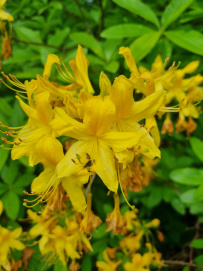 Южное цветочное путешествие: лесные рододендроны Сочи