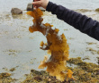 Белое море на морских каяках (байдарках): Карельский берег