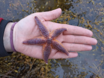 Белое море на морских каяках (байдарках): Карельский берег