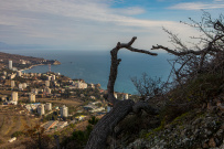 Южное цветочное путешествие: подснежники Крыма