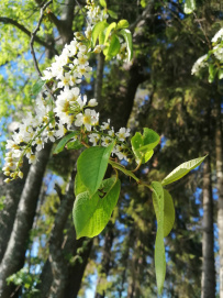 ВелоВалдай налегке