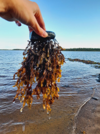 Калга (Карелия): сплав на байдарках с выходом в Белое море