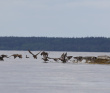 Белое море на морских каяках (байдарках): Карельский берег