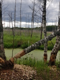 Пеший поход «Лесное путешествие» (Подмосковье)