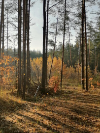 Пеший поход «Золотая осень в Мещёре»