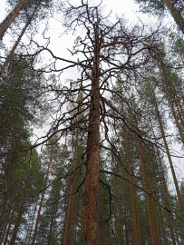Сплав по реке Суна на байдарках