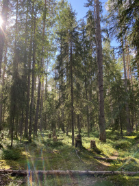 Сплав по реке Пистайоки (Писта)