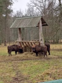 Однодневный пеший поход «В гости к зубрам» (Подмосковье)