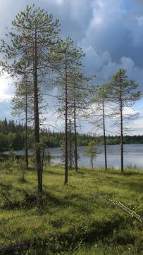 Крыша Карелии (национальный парк Паанаярви)