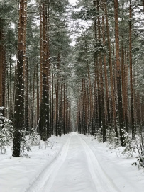 Красоты Мещёры с ночёвкой в тёплом доме (пеший поход)
