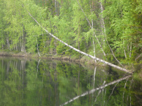 Сплав по реке Шуя