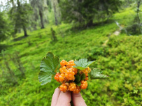 Крыша Карелии (национальный парк Паанаярви)