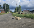 Сердце Камчатки – Природный парк Ключевской