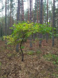 Пеший поход «Лесное путешествие» (Подмосковье)