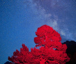 Цветущие склоны Архыза