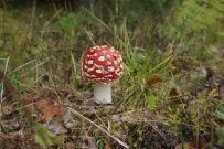Велопоход по приграничной Финляндии. Линия Салпа