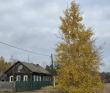 Пеший поход «Золотая осень в Мещёре»