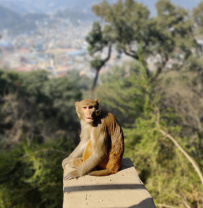 Мультитур по Непалу: новогодняя программа