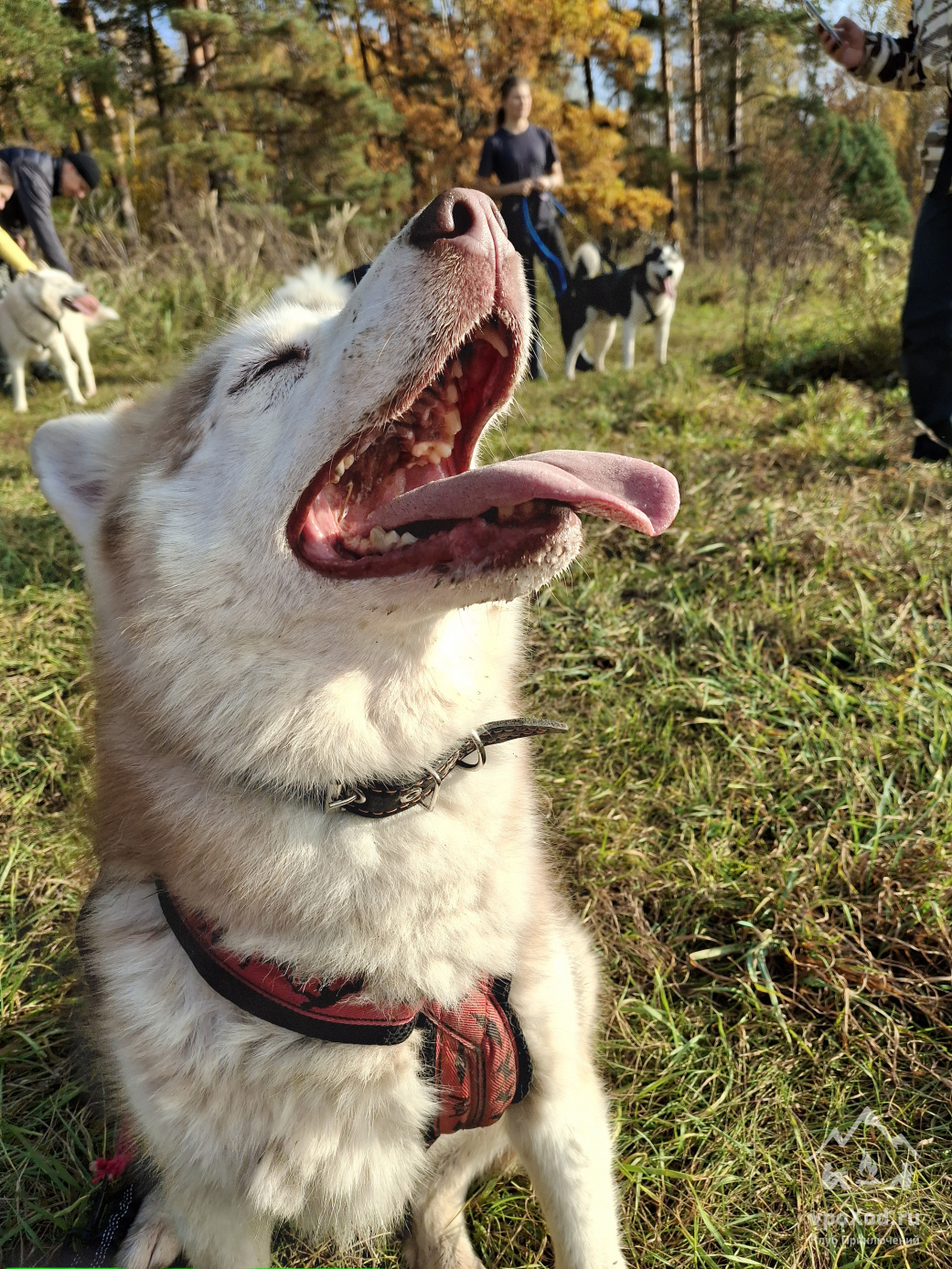 Однодневный поход-трекинг с хаски