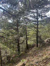 Алустон комфорт-тур