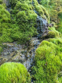 Сотка за сутки