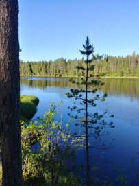 Сплав по реке Шуя