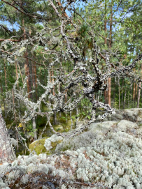 Вуокса на морских каяках: маршрут №3 По Вуоксе в Ладогу