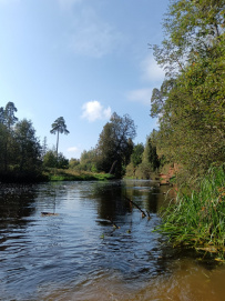 Оредеж — прогулка на байдарках (1 день)