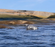 Соловецкие острова на морских каяках
