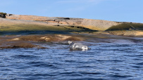 Соловецкие острова на морских каяках