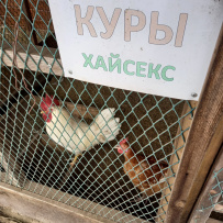 Однодневный поход «Путешествие к подлодке через ферму»