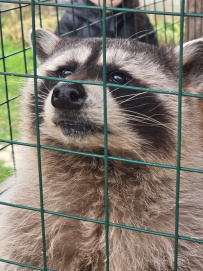 Приключенческий квест-поход «По следам енота» (Подмосковье)