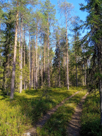 Сплав по реке Пистайоки (Писта)