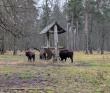 Однодневный пеший поход «В гости к зубрам» (Подмосковье)