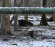 Однодневный пеший поход «В гости к зубрам» (Подмосковье)